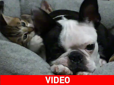 Άλλη μια νίκη για τις γάτες…